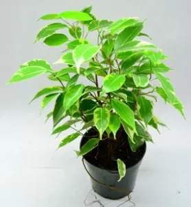 Ficus benjamina termesztés és karbantartás, példaértékű kastély