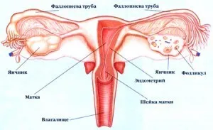 Élettani lányok Miért hónap (lányok) Élettani lányok miért van szükségünk havonta