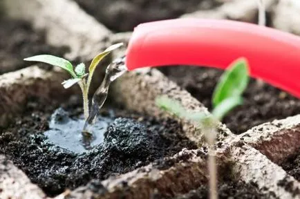 Как да засадят домати грижи за разсад от домати (домати) Как да засадят домати се грижат за доматен разсад