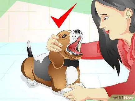 Откъде знаеш какво иска кучето си