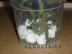 Как правилно да се грижим за Phalaenopsis - стайни растения и цветя