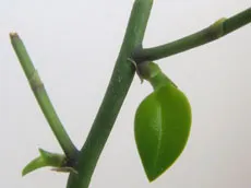 Как правилно да се грижим за Phalaenopsis - стайни растения и цветя