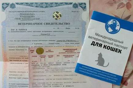Как да си направим котка паспорти, инструкции, съвети, видео