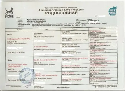 Как да си направим котка паспорти, инструкции, съвети, видео