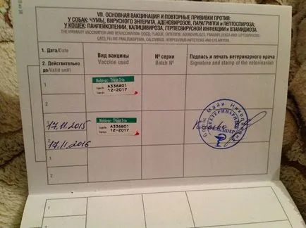 Как да си направим котка паспорти, инструкции, съвети, видео
