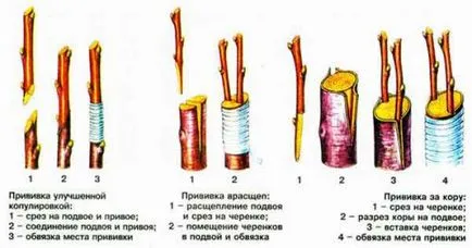 Как да се засадят круша времето на подходяща подложка (круша) Как да се засадят круша времето на подходяща подложка