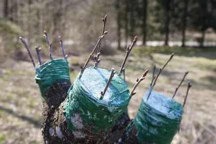 Как да се засадят круша времето на подходяща подложка (круша) Как да се засадят круша времето на подходяща подложка