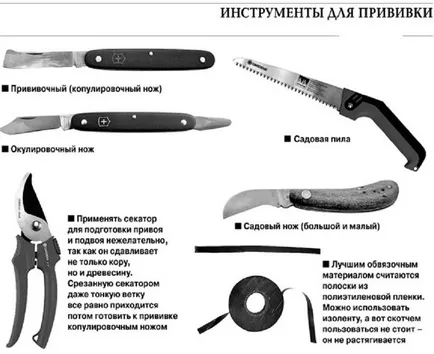 Как да се засадят круша времето на подходяща подложка (инокулиране) Как да се засадят круша времето на подходяща подложка
