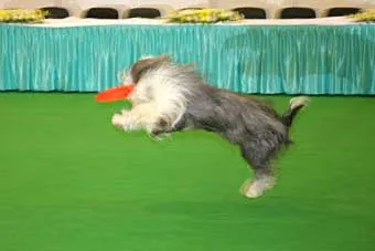 Frisbee - a sport egy kutya