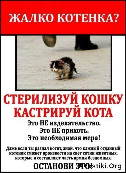 Hol és hogyan lehet megtalálni a macskát, hogy macska vagy kötés (kötés) Hol és hogyan lehet megtalálni a macskát, hogy macska vagy párosodás