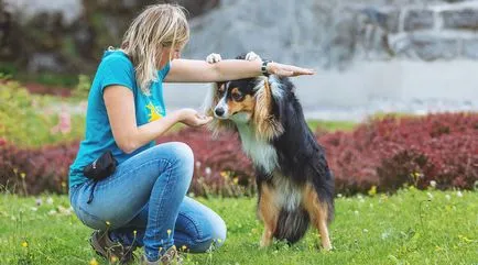 Freestyle kutyákkal (kennel freestyle, tánczene) - a szükséges elemeket