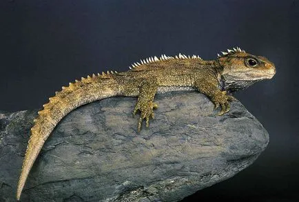 Tuatara (tuatara) - hüllő túlélte a dinoszauruszok, a szélén a világ (Új-Zéland) Tuatara (tuatara) - hüllő túlélte a dinoszauruszok, a világ peremén