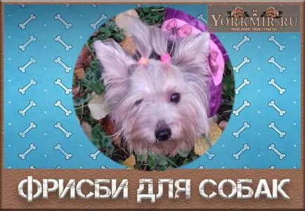 Frisbee dog játék, képzés, hibák képzés (frizbi) Frisbee dog játék, képzés, hibák képzés
