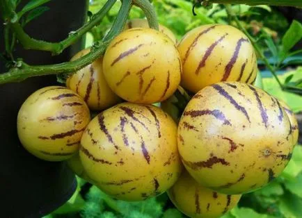 Pepino gyümölcs - pepino termesztése a hazai (gyümölcs) Pepino gyümölcs - pepino termesztés otthon