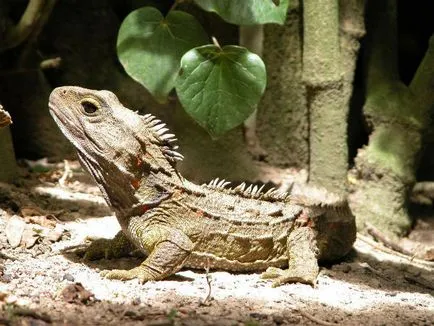 Tuatara (tuatara) - hüllő túlélte a dinoszauruszok, a világ peremén (tuatara) Tuatara (tuatara) - hüllő túlélte a dinoszauruszok, a világ peremén