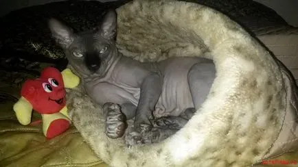 Как да се грижи за котка порода Sphynx Сфинкса
