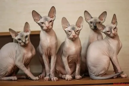 Как да се грижи за котка порода Sphynx Сфинкса