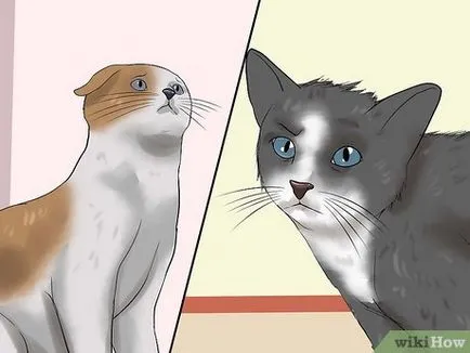 Как да се успокои агресивна котка