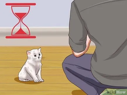 Как да се успокои агресивна котка