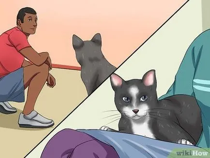 Как да се успокои агресивна котка