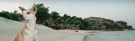 Как да видя света на куче (кучето) Как да видя света на куче