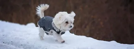 Как да видя света на куче (кучето) Как да видя света на куче