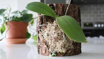 Как да растат орхидеи Phalaenopsis Бейб на скок