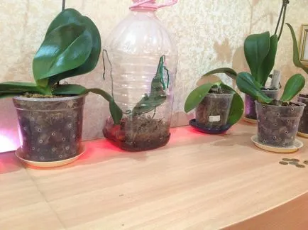 Как да растат орхидеи Phalaenopsis Бейб на скок