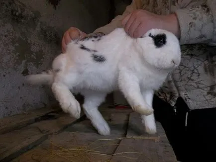 Как да вкара и да се намалят труп на заек