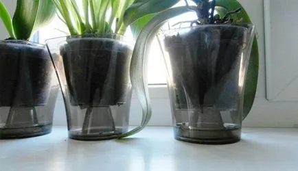 Как да стигнем до цъфти Phalaenopsis орхидея у дома