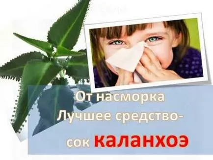 Каланхое в детето носа и възрастни като капково и как да се направи една капка сок растения