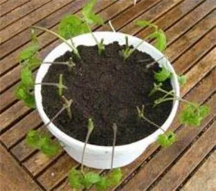 Clematis - засаждане и грижи в открито поле, подобно на вашата градина