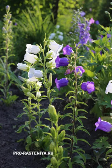 Campanula среда (камбанка среда)