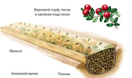 Cranberry градина расте в градината в страната, сортове