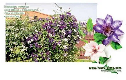 Clematis (снимка) - засаждане и грижи съвети от професионалисти, на мястото на градина, вила и стайни растения