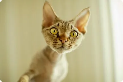 Кого да изберем котка или котка