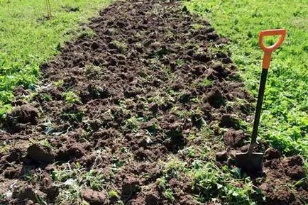 Какво мечтата тълкуване мечта градина