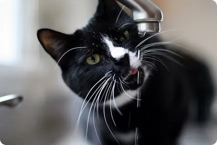 Кого да изберем котка или котка