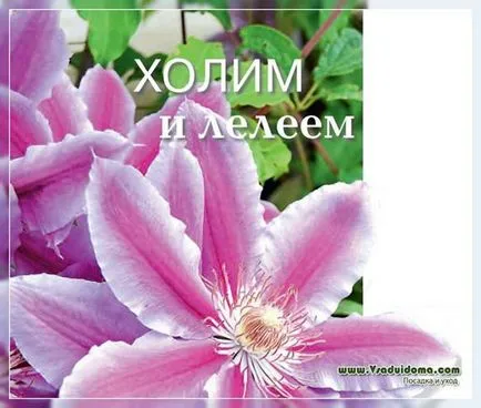 Clematis (снимка) - засаждане и грижи съвети от професионалисти, на мястото на градина, вила и стайни растения
