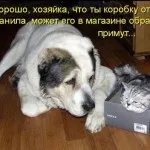Котка и куче - заедно завинаги (28 снимки)