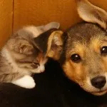 Котка и куче - заедно завинаги (28 снимки)
