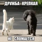 Котка и куче - заедно завинаги (28 снимки)