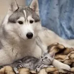 Котка и куче - заедно завинаги (28 снимки)