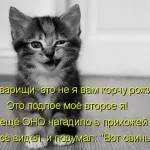 Кратки стихове за котки в снимки