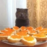 Кратки стихове за котки в снимки