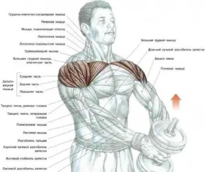 Набор от упражнения с гирички - упражнения у дома - Членове - тренировка за дома