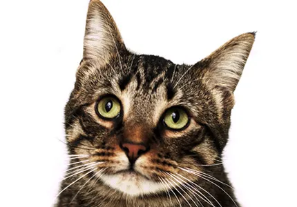 Езикът Cat, като как да се разбере езика на котката