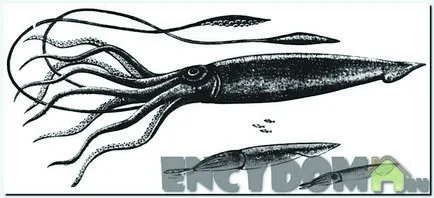 Пушена калмари - любопитство на нашите бюра (пушена снек калмари) Пушена калмари - любопитство на нашите маси