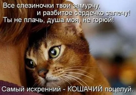 Кратки стихове за котки в снимки