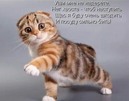Кратки стихове за котки в снимки